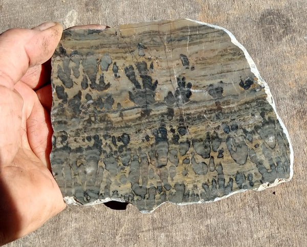 Polished fossil stromatolite. Asperia digitata YD112