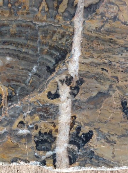 Polished fossil stromatolite. Asperia digitata YD113