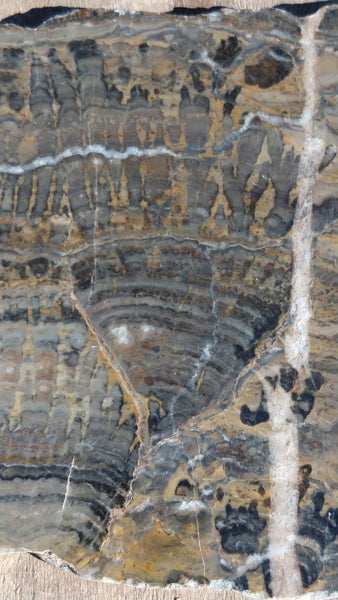 Polished fossil stromatolite. Asperia digitata YD113