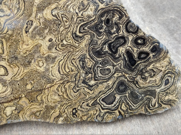 Polished fossil stromatolite from Bolivia. BST102