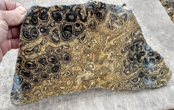 Polished fossil stromatolite from Bolivia. BST102