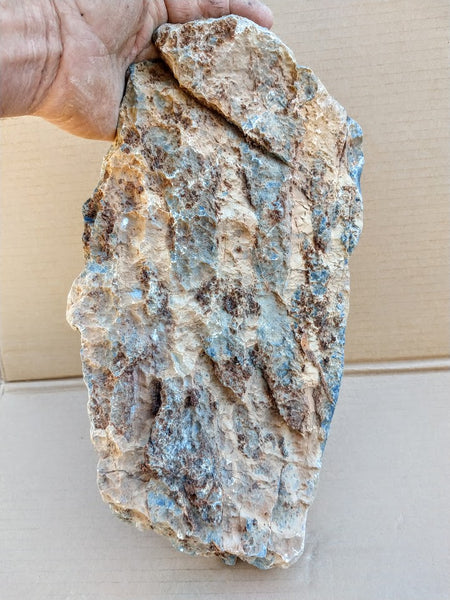 Polished fossil stromatolite. Pilbaria perplexa. PP120.