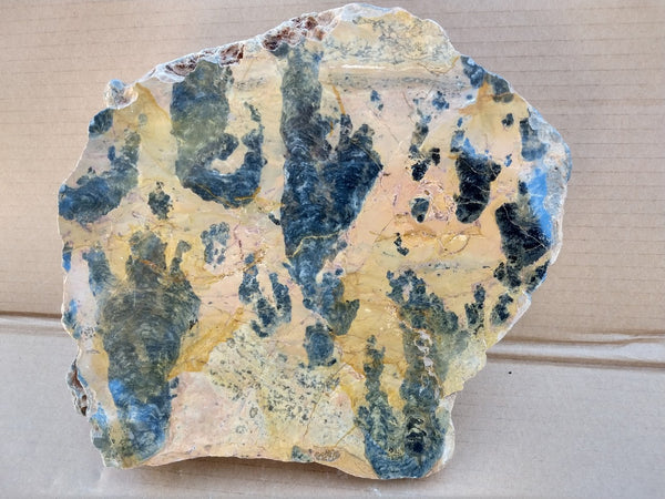 Polished fossil stromatolite. Pilbaria perplexa. PP122.