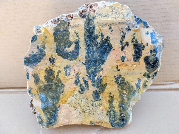 Polished fossil stromatolite. Pilbaria perplexa. PP122.