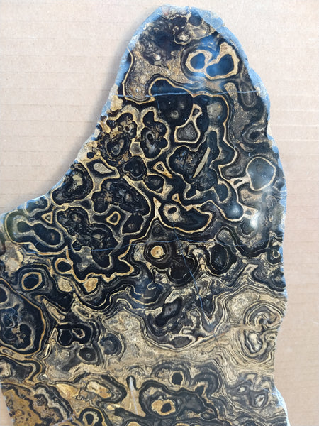 Polished fossil stromatolite from Bolivia. BST103