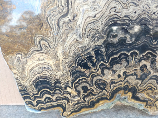 Polished fossil stromatolite from Bolivia. BST104