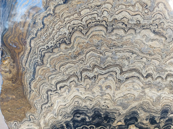Polished fossil stromatolite from Bolivia. BST104
