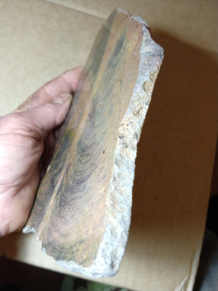 Polished fossil stromatolite. Pilbaria sp. PSP102.