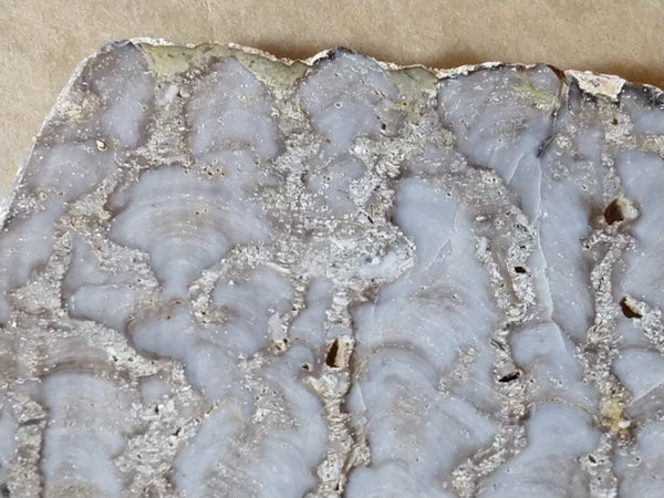 Polished fossil stromatolite. Eucapsiphora leakensis.  EUC145