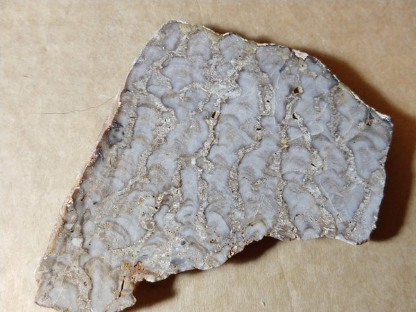 Polished fossil stromatolite. Eucapsiphora leakensis.  EUC145
