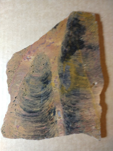 Polished fossil stromatolite.     Pilbaria sp. PSP104.