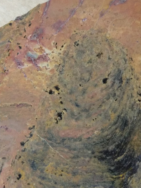 Polished fossil stromatolite.     Pilbaria sp. PSP104.