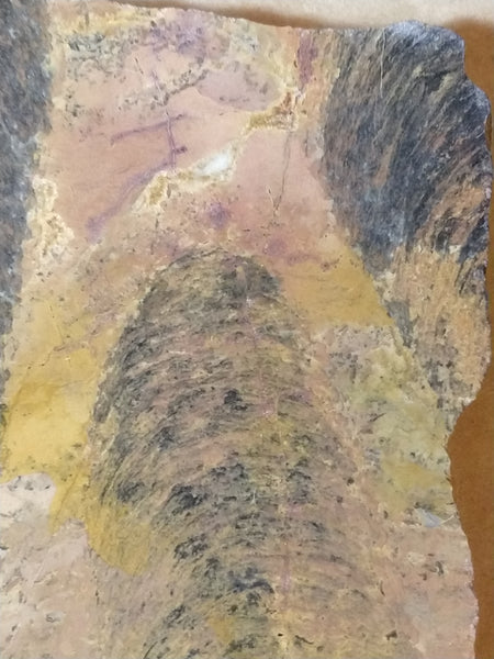 Polished fossil stromatolite.     Pilbaria sp. PSP105.
