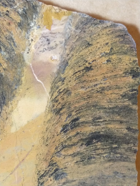 Polished fossil stromatolite.     Pilbaria sp. PSP107.