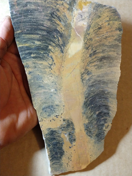Polished fossil stromatolite.     Pilbaria sp. PSP107.