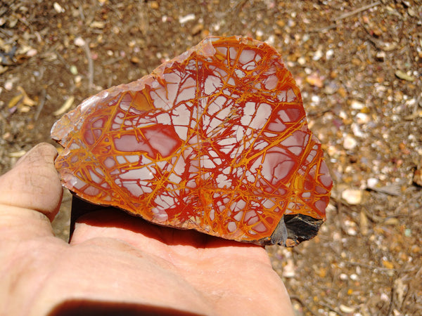 Polished Noreena Jasper. NJ378