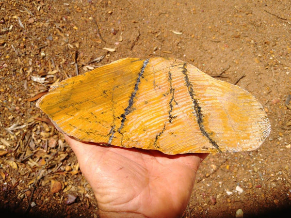 Polished fossil stromatolite. Strelley Pool Formation SPF109