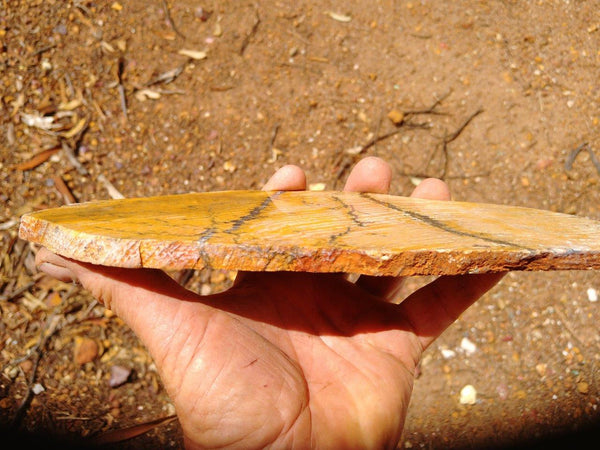 Polished fossil stromatolite. Strelley Pool Formation SPF109