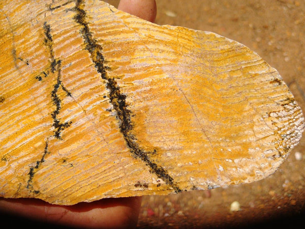 Polished fossil stromatolite. Strelley Pool Formation SPF109