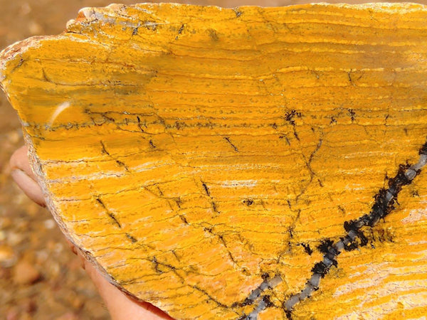 Polished fossil stromatolite. Strelley Pool Formation SPF109