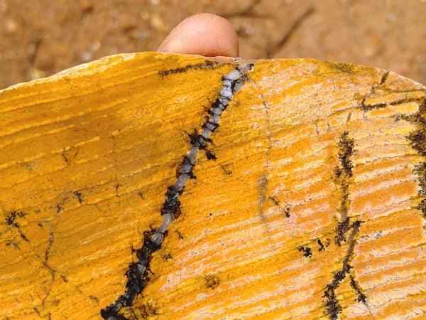 Polished fossil stromatolite. Strelley Pool Formation SPF109