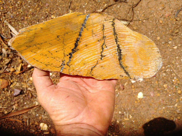 Polished fossil stromatolite. Strelley Pool Formation SPF109