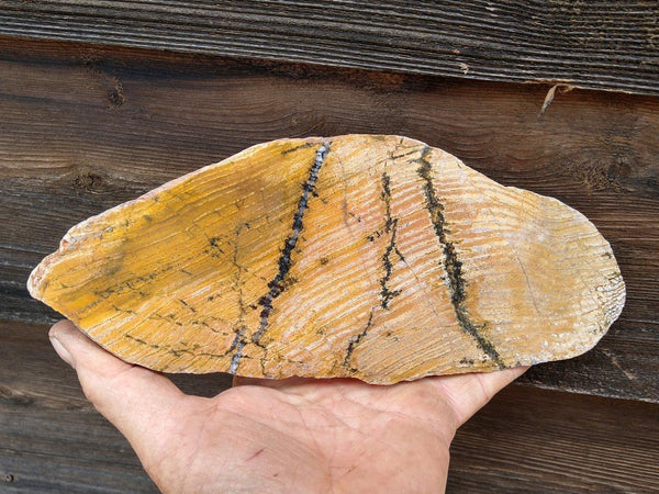 Polished fossil stromatolite. Strelley Pool Formation SPF109