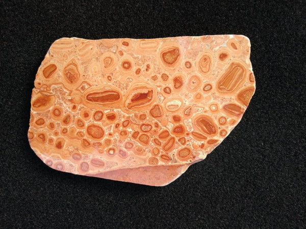 Polished fossil Oncolite. ONC101