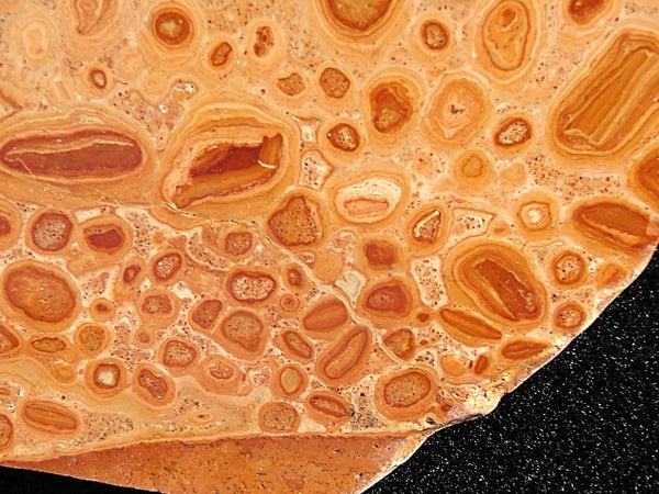 Polished fossil Oncolite. ONC101