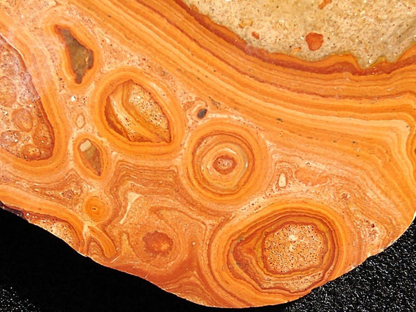 Polished fossil Oncolite. ONC102
