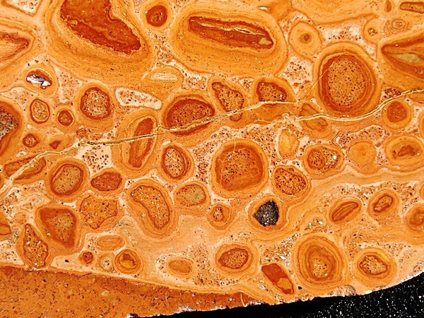 Polished fossil Oncolite. ONC103