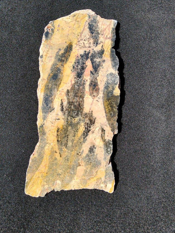 Polished fossil stromatolite. Pilbaria perplexa. PP124.