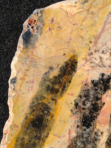Polished fossil stromatolite. Pilbaria perplexa. PP124.