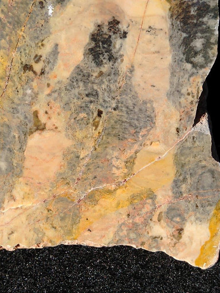 Polished fossil stromatolite. Pilbaria perplexa. PP124.