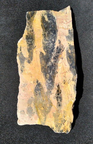 Polished fossil stromatolite. Pilbaria perplexa. PP125.