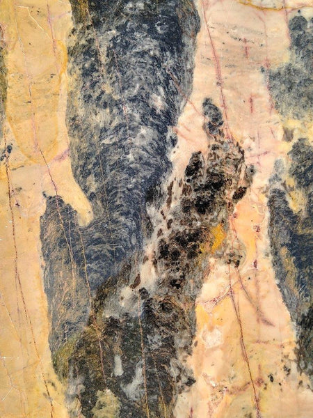 Polished fossil stromatolite. Pilbaria perplexa. PP125.