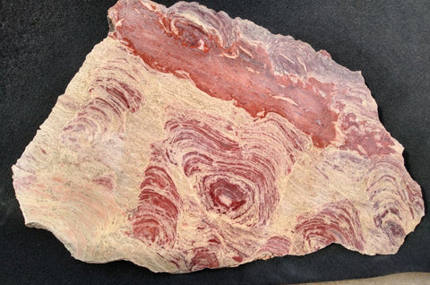 Domal stromatolite