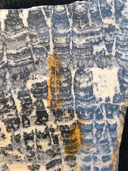 Polished fossil stromatolite. Asperia ashburtonia. ASP149