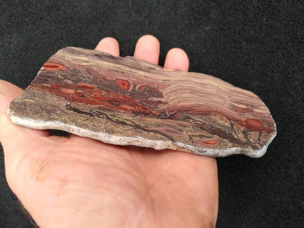 Polished fossil stromatolite. Domal from Irregully formation IRR125