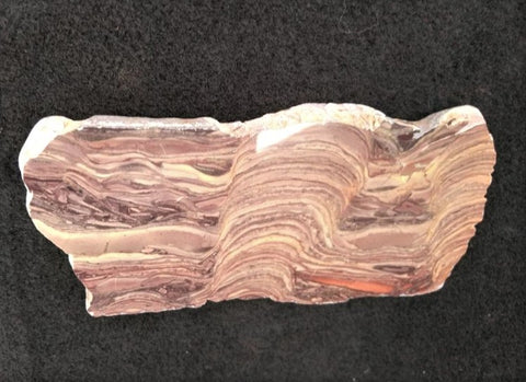 Polished fossil stromatolite. Domal from Irregully formation IRR128