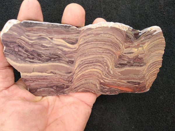 Polished fossil stromatolite. Domal from Irregully formation IRR128