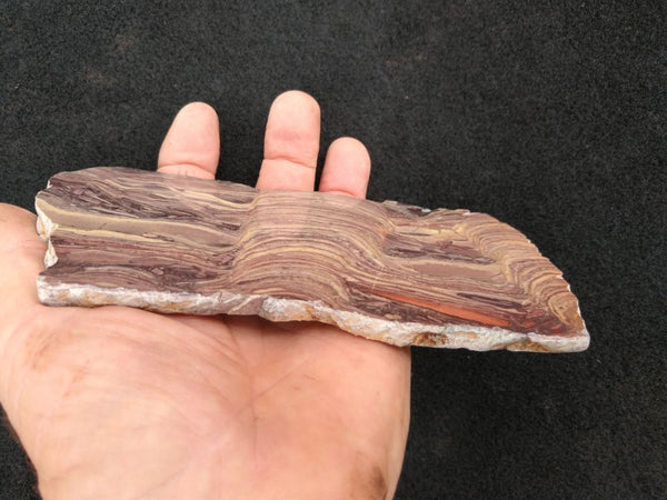 Polished fossil stromatolite. Domal from Irregully formation IRR128