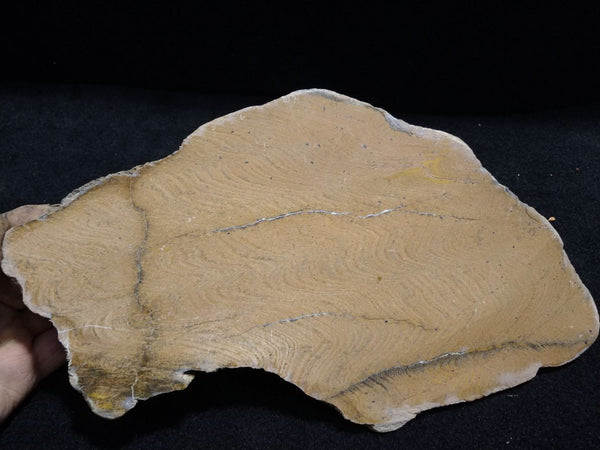 Polished fossil stromatolite. Strelley Pool Formation SPF117