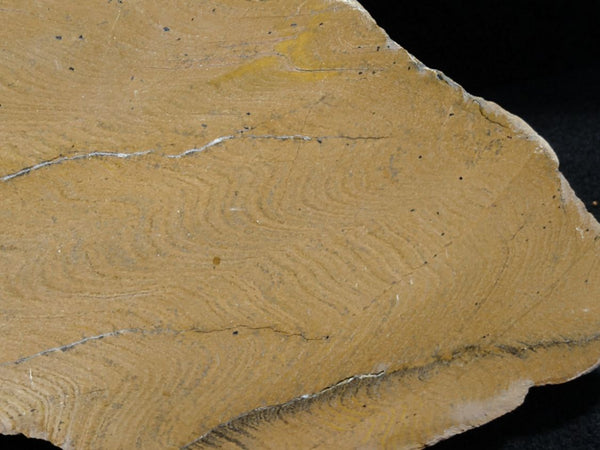 Polished fossil stromatolite. Strelley Pool Formation SPF117