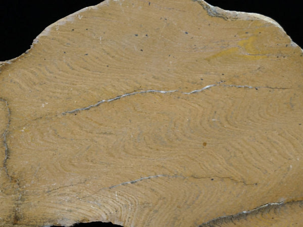 Polished fossil stromatolite. Strelley Pool Formation SPF117