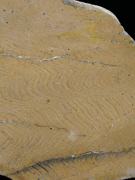 Polished fossil stromatolite. Strelley Pool Formation SPF117