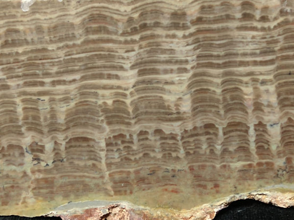Polished fossil stromatolite. Pseudogymnosolenid type. DOG163