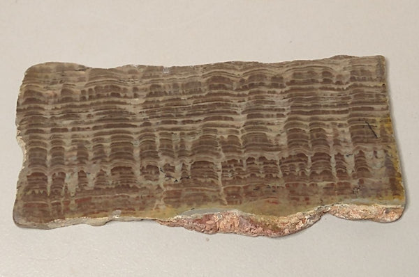 Polished fossil stromatolite. Pseudogymnosolenid type. DOG163