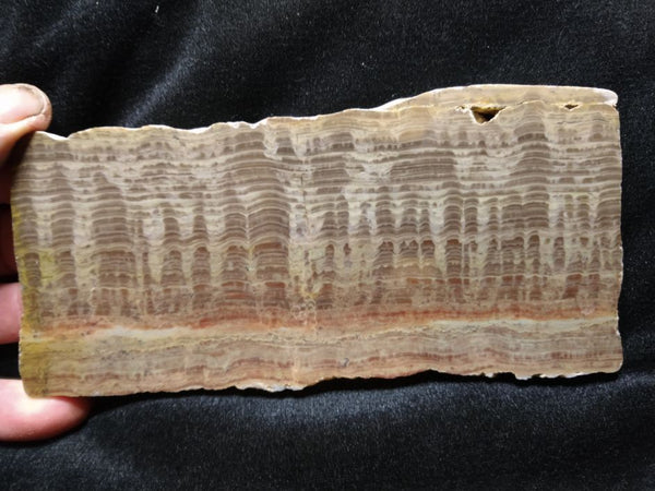 Polished fossil stromatolite. Pseudogymnosolenid type. DOG164