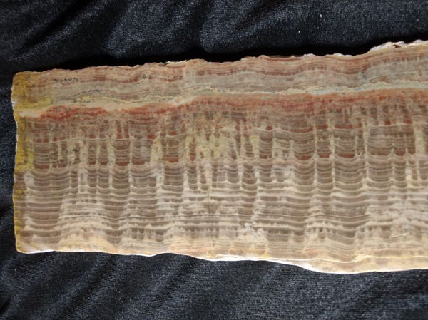 Polished fossil stromatolite. Pseudogymnosolenid type. DOG165